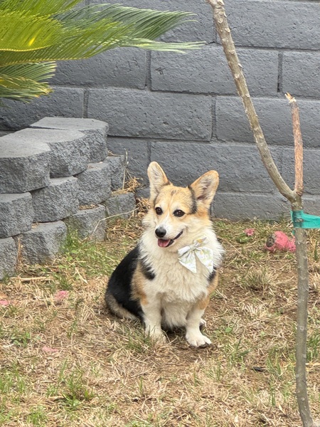 Willow