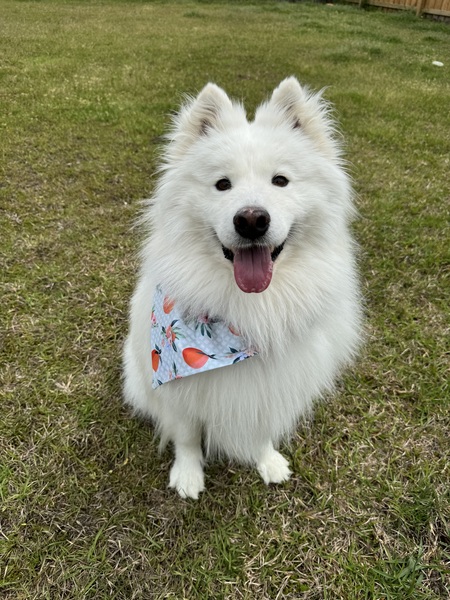 Stella