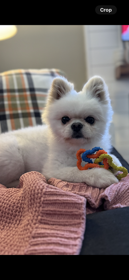 Buddy