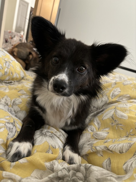 Severus (formerly: Oreo)