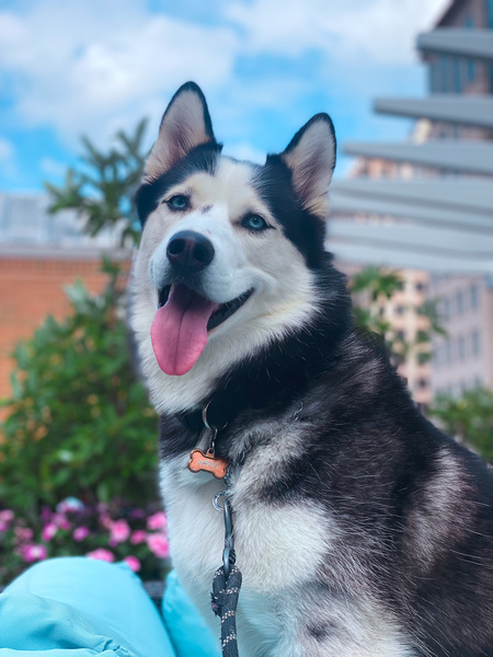 Jaxx