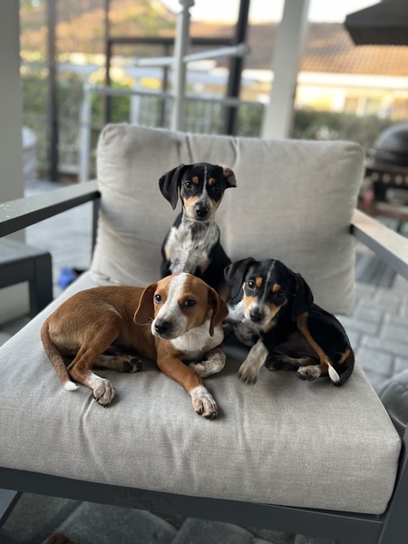 Greek Puppies 