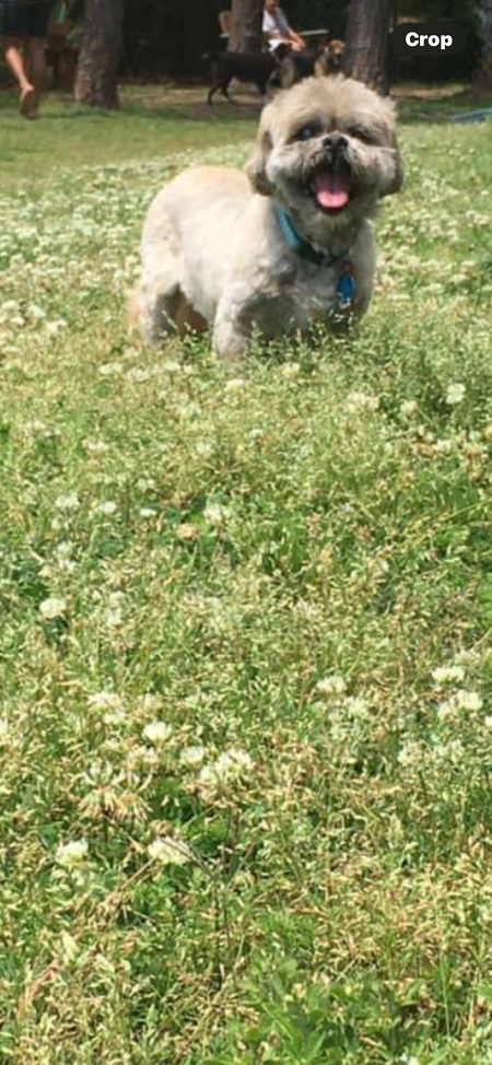 Ziggie