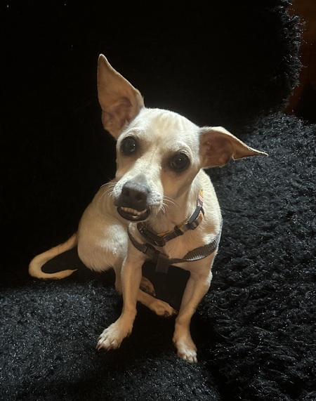 Dobby 