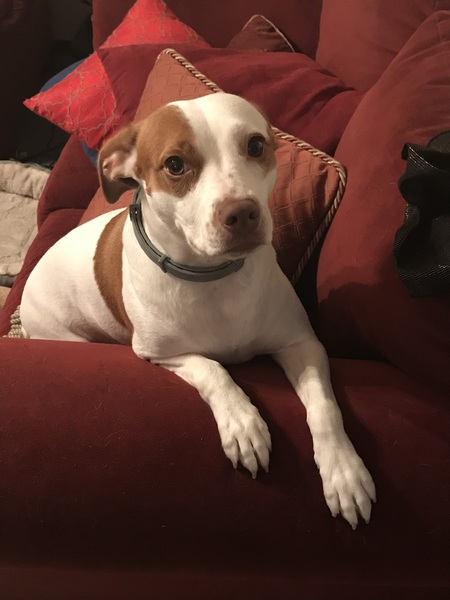 Penelope