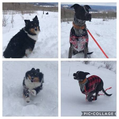 Zoey and Cuda
