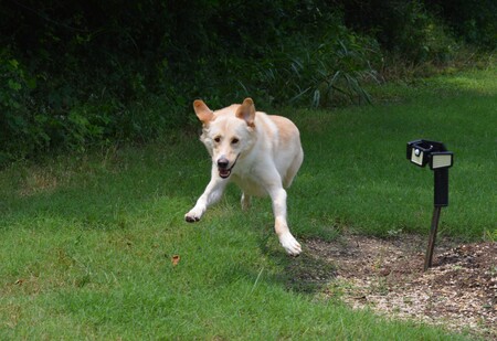 Flying Franklin