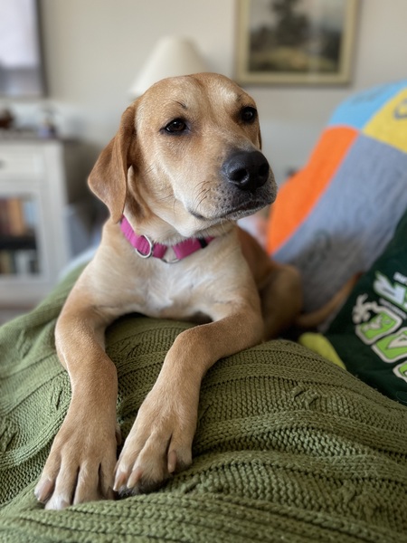 Polly 