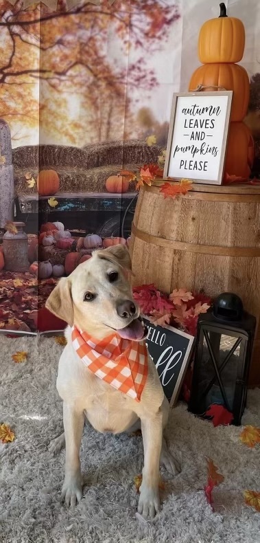 Rosie 
