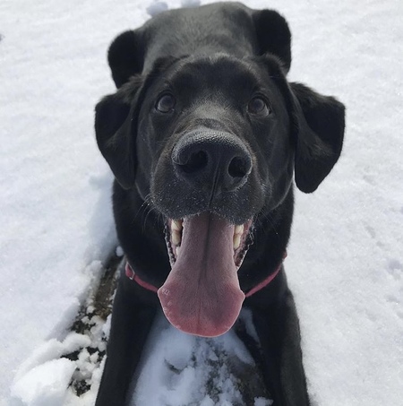 Baxter