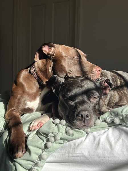 Maple & Willow 