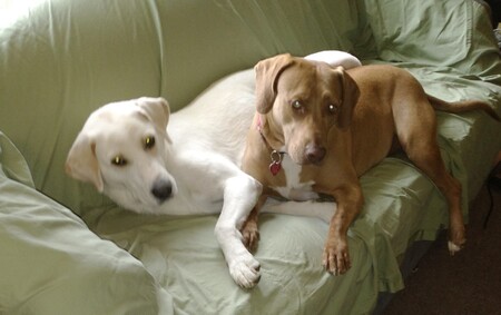 Lola and Coco