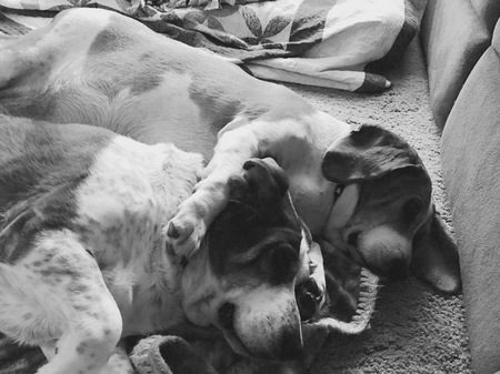 Ivy & Finnigan
