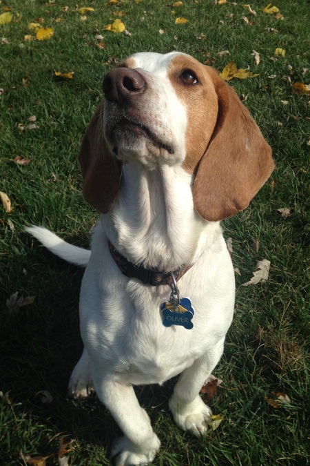 Oliver