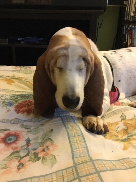 Jujube aka Molly