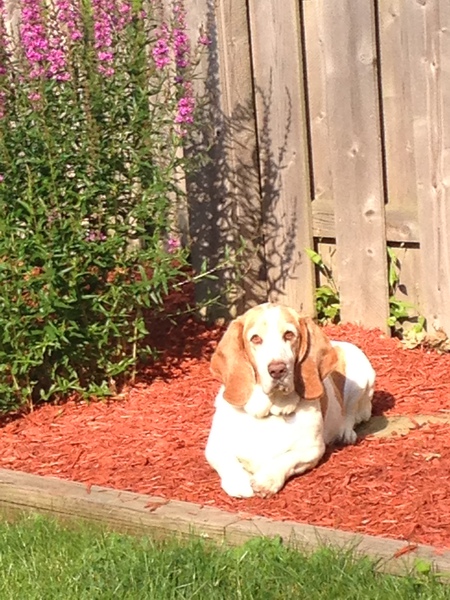 Maisy