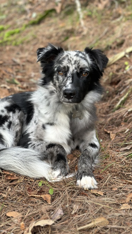 Charlie