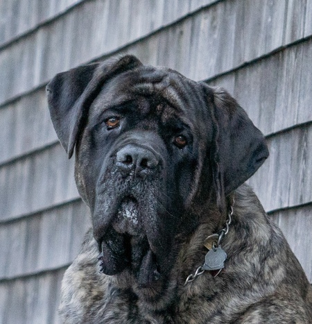 NIGEL