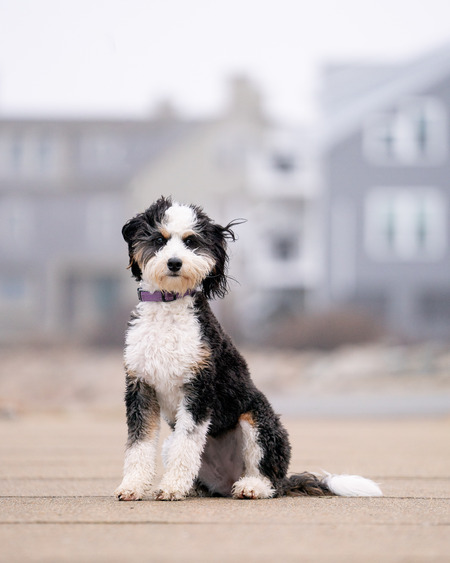 Millie