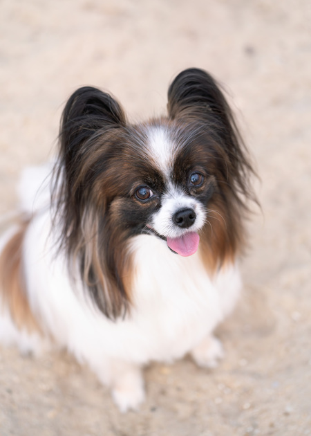 PIPPA