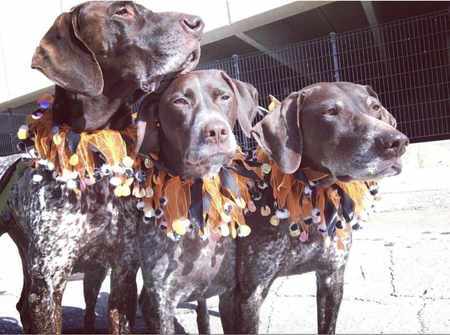 Junior, June Bug and Jersey 