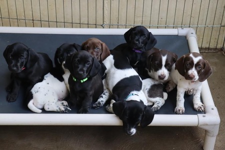 Tizzy’s Babies
