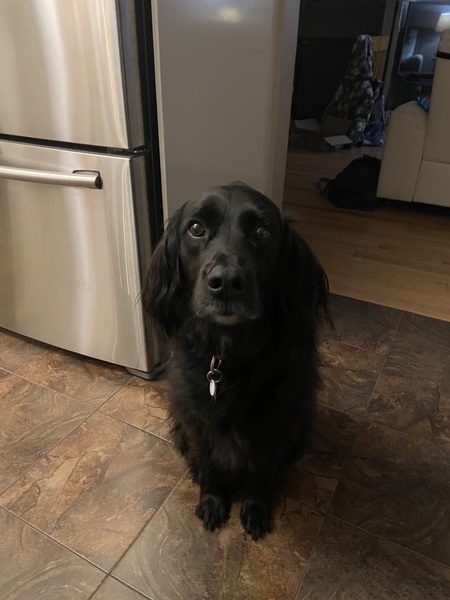 Murphy the Spaniel