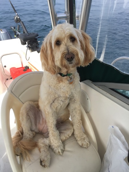 Sami, the boat dog