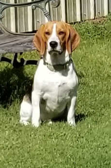 BJ (Boomer Jr.)Falleur 