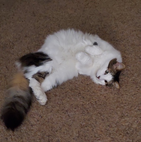 Patches