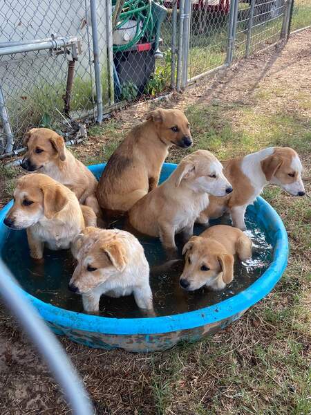 Rescue pups