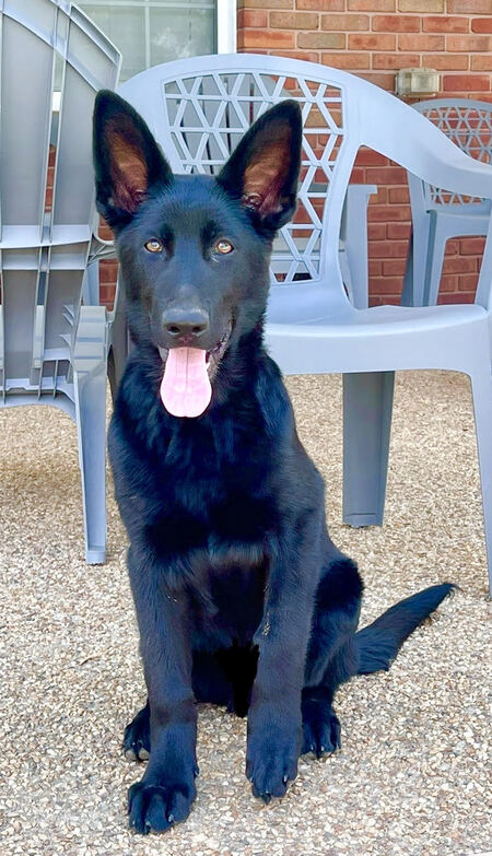 Fenrys (AKA Fen)