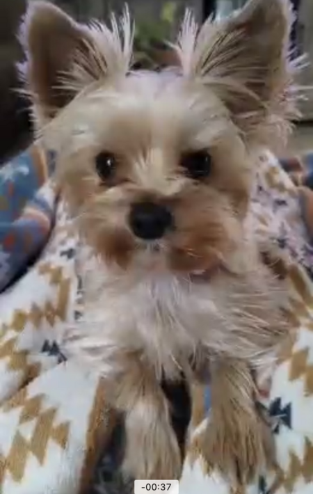 Cupcake