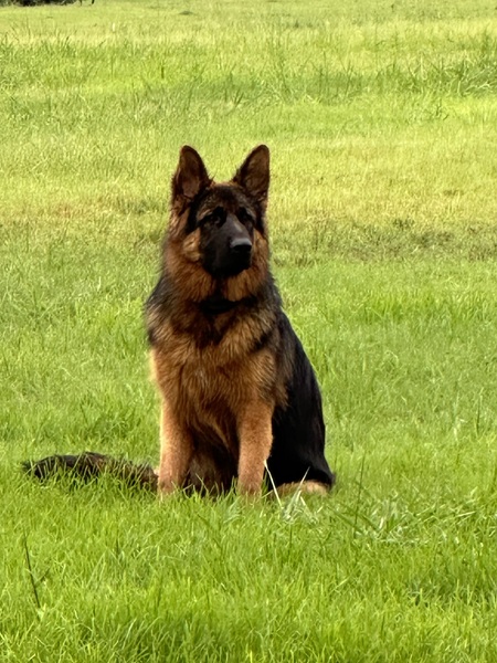 Niko