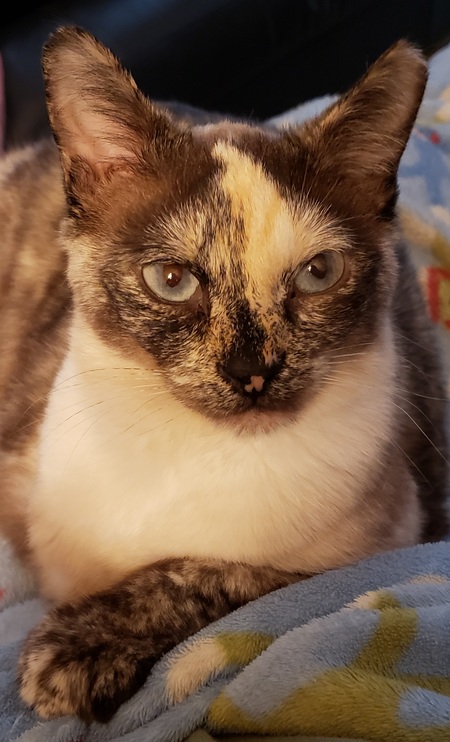Jasmine 
