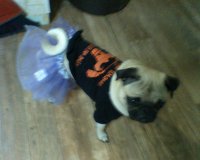 Winnie the Pug