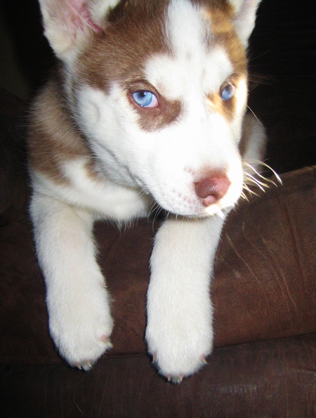 Maverick