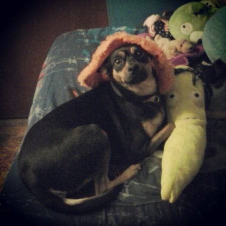 Scrappy Lou