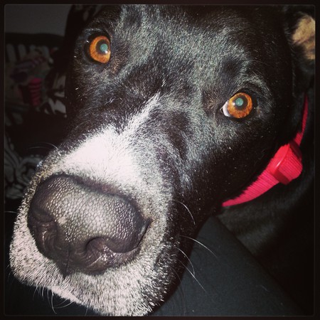 Brody