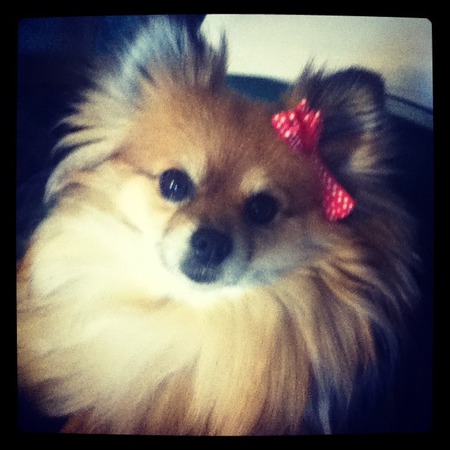Isabelle