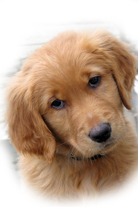 Flash, the Wonder Dog