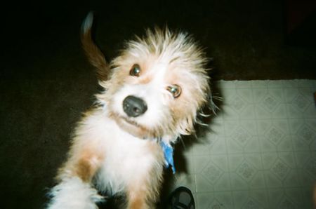 Buddy