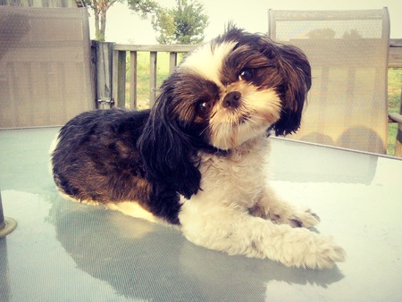 Junior