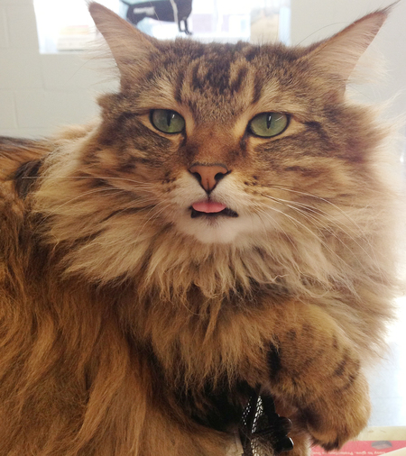 Aiden, the Probst Vet Clinic Cat