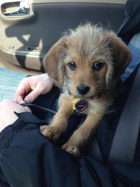 Darcy