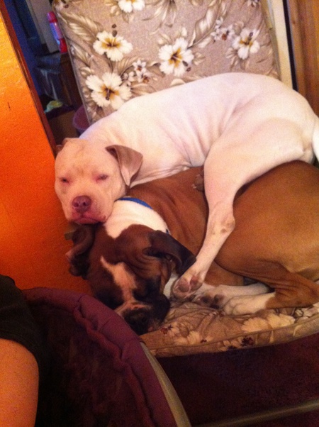 Patch (bottom & Uno (top)