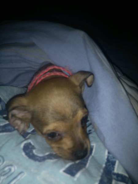 Shiloh