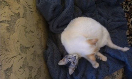 Kitty on top, Bella on bottom