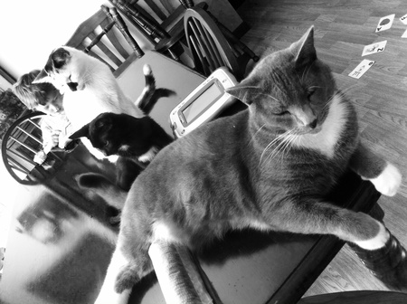 Bitty, Bucky & Boots