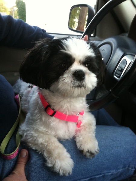 Harlee Jane